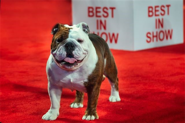 AKC National Championship presented by Royal Canin