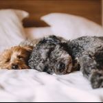 Fun on I-Drive with your furry friend