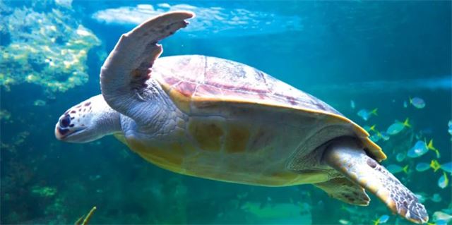 Turtle Rescue Adventure