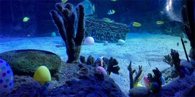 SEA LIFE Egg-stravaganza